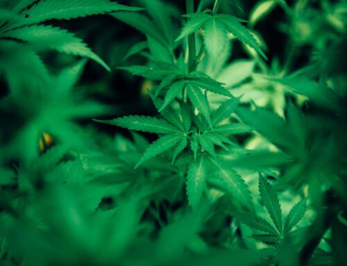 Everything You Need To Know About Indica, Sativa, And Hybrids!
