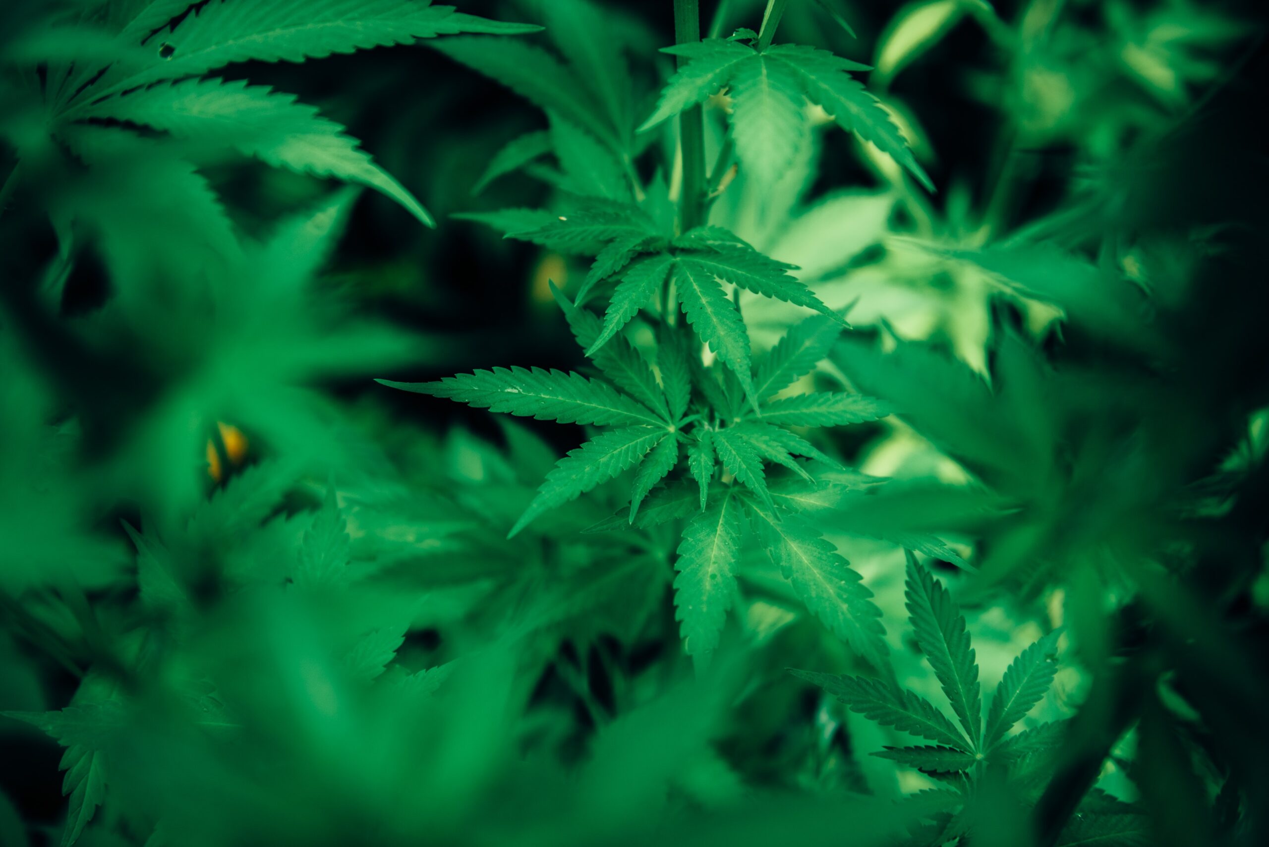 Cannabis-Plant