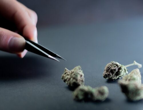 How To Differentiate Between Premium And Low Quality Weed?