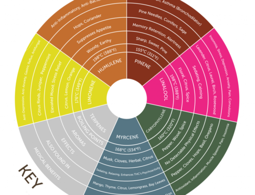 Guide to Terpenes