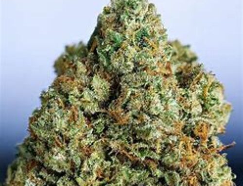 Origins and Effects of OG Kush