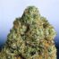Zoomed-in view showing the details of an OG Kush bud. Crystals and trichomes are visible.
