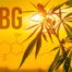 Unlocking the Benefits of CBG: CBG cannabinoid from cannabis or hemp